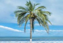 नरिवलको नियति