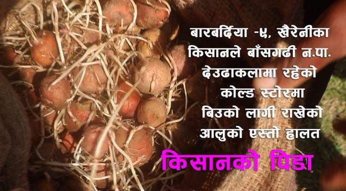 किसानको आलु बासगढी नगरपालिका वडा नम्मर ७ मा रहेको भट्टराई दुग्ध उद्ध्योग प्राली तथा कोल्ड स्टोरले बिगारिदियो