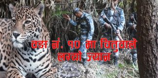 बारबर्दियामा चितुवाको आतंक केन्द्र र प्रदेश सरकार मौन , जंगल सक्ने बन डिभिजनको मिलेमतो