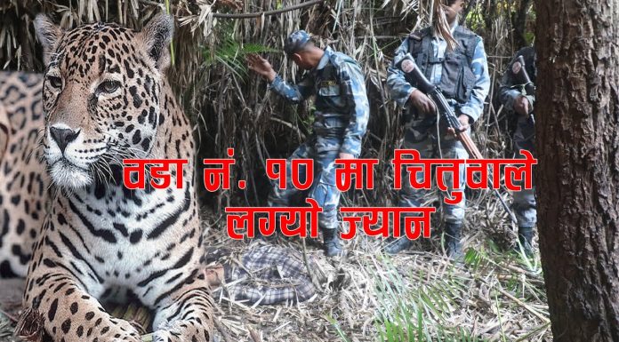 बारबर्दियामा चितुवाको आतंक केन्द्र र प्रदेश सरकार मौन , जंगल सक्ने बन डिभिजनको मिलेमतो